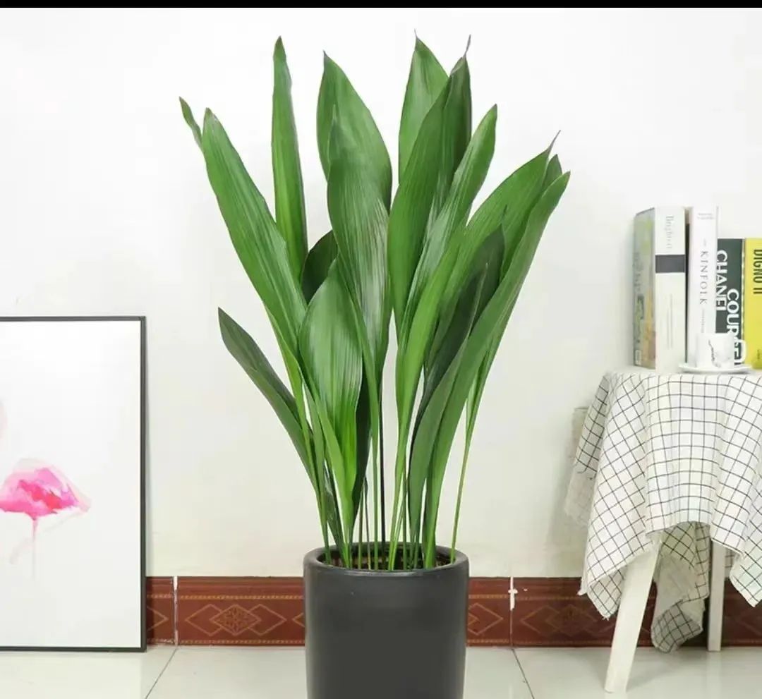 除甲醛最好的10种花,新手养什么花吸甲醛最好