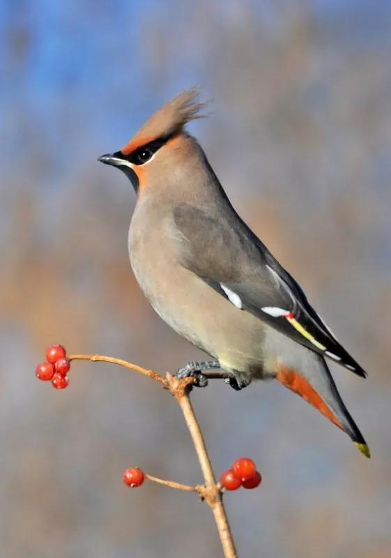 太平鸟图片素材,太平鸟图片大鸟