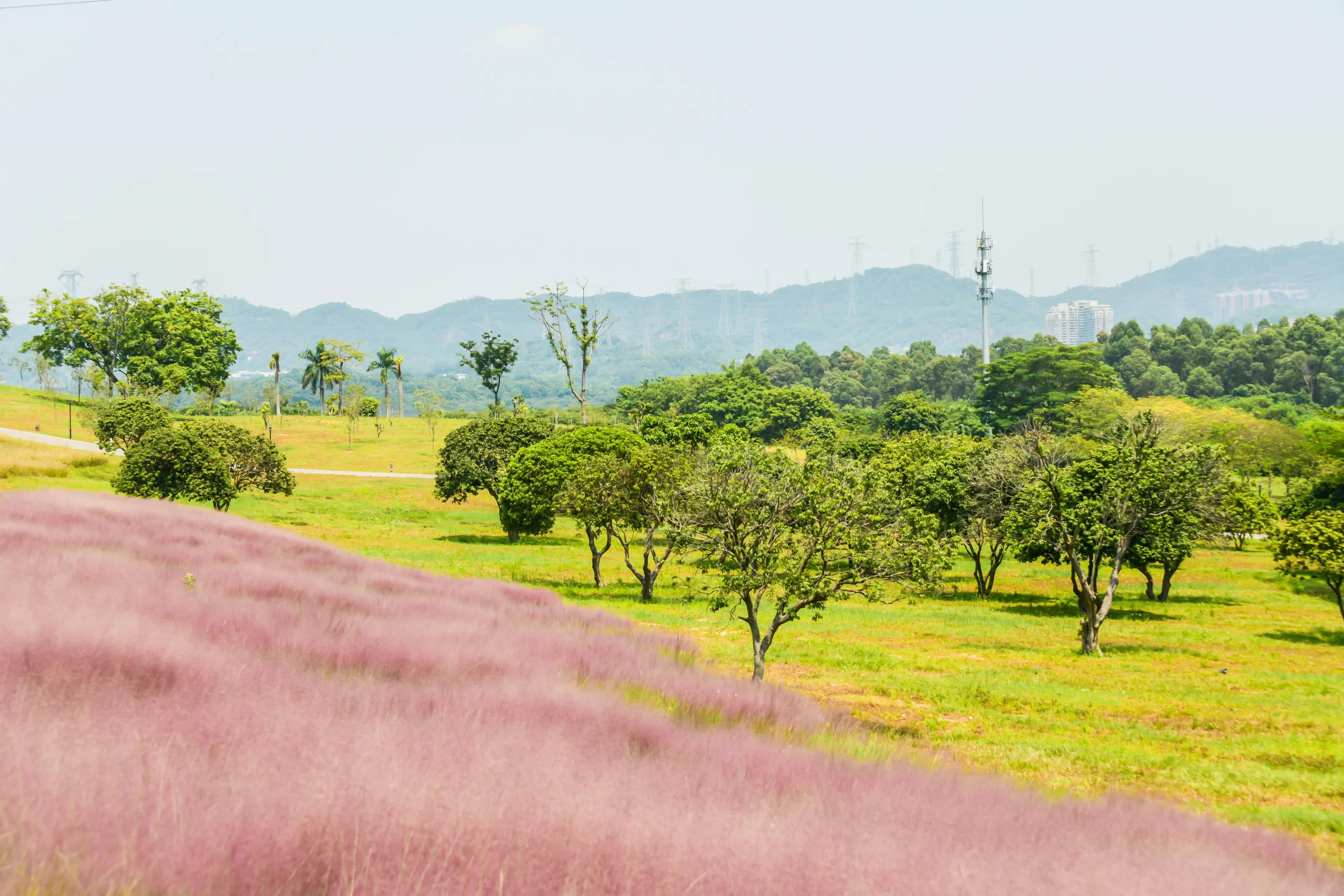 网红森林公园旅游,周日网红公园一游