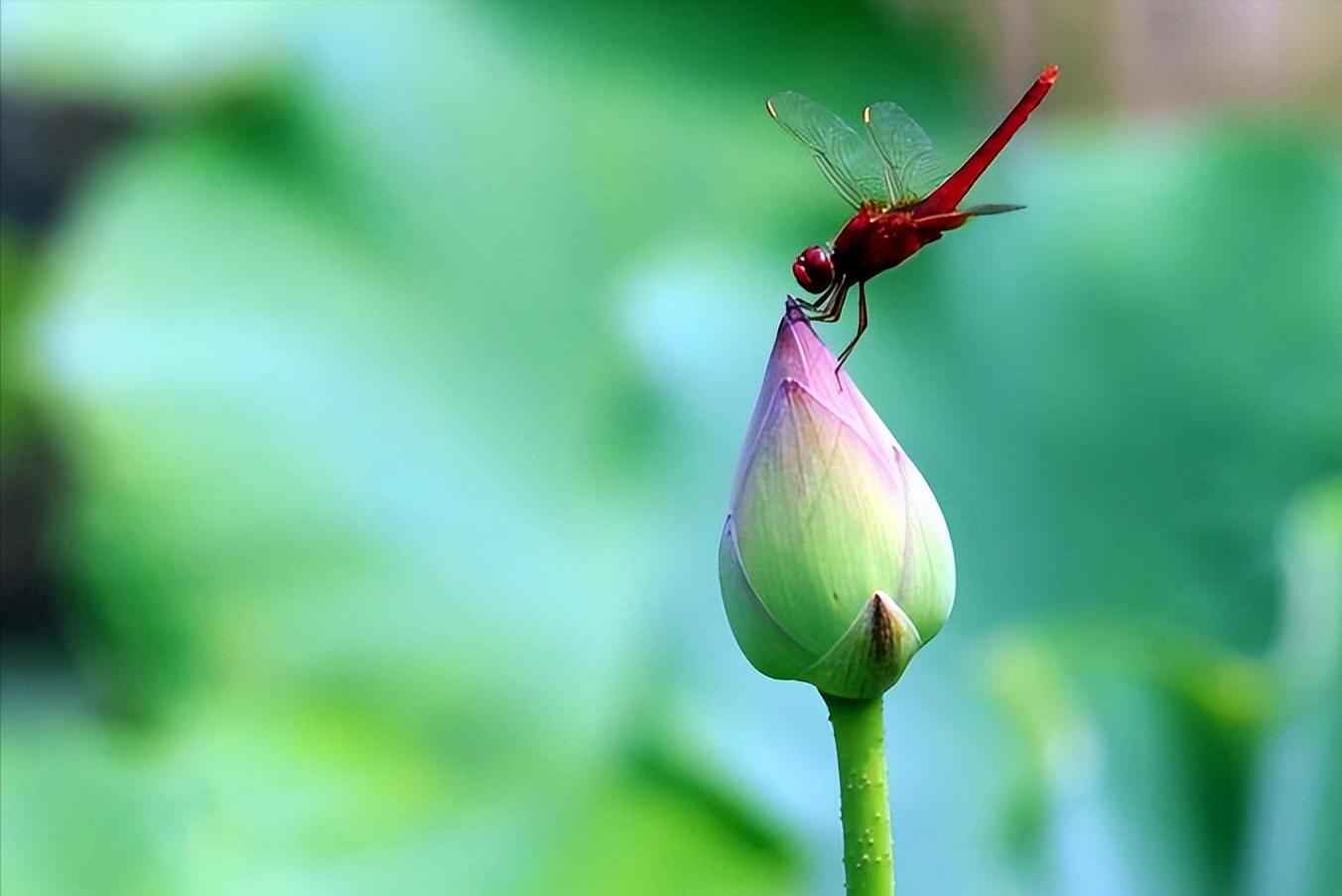 夏天夕阳的诗词,夏天下雪的诗词