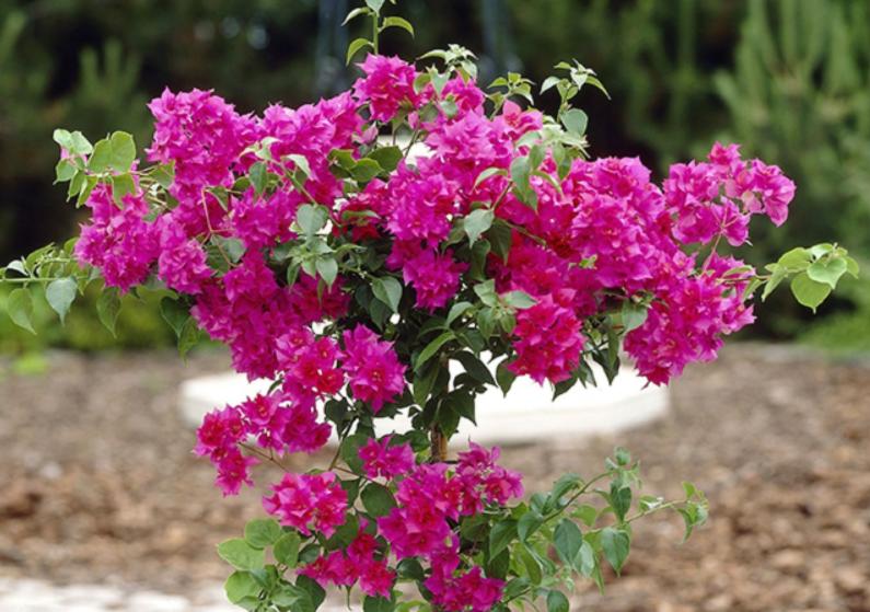 三角梅春季养护小知识,三角梅春天休眠后怎么办