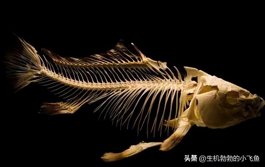 奇闻百科：一把古梳寄相思