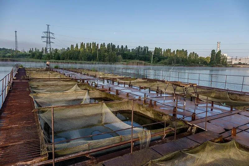 最好养的观赏鱼冷水鱼有哪些中型,冷水鱼有哪些观赏鱼比较好看