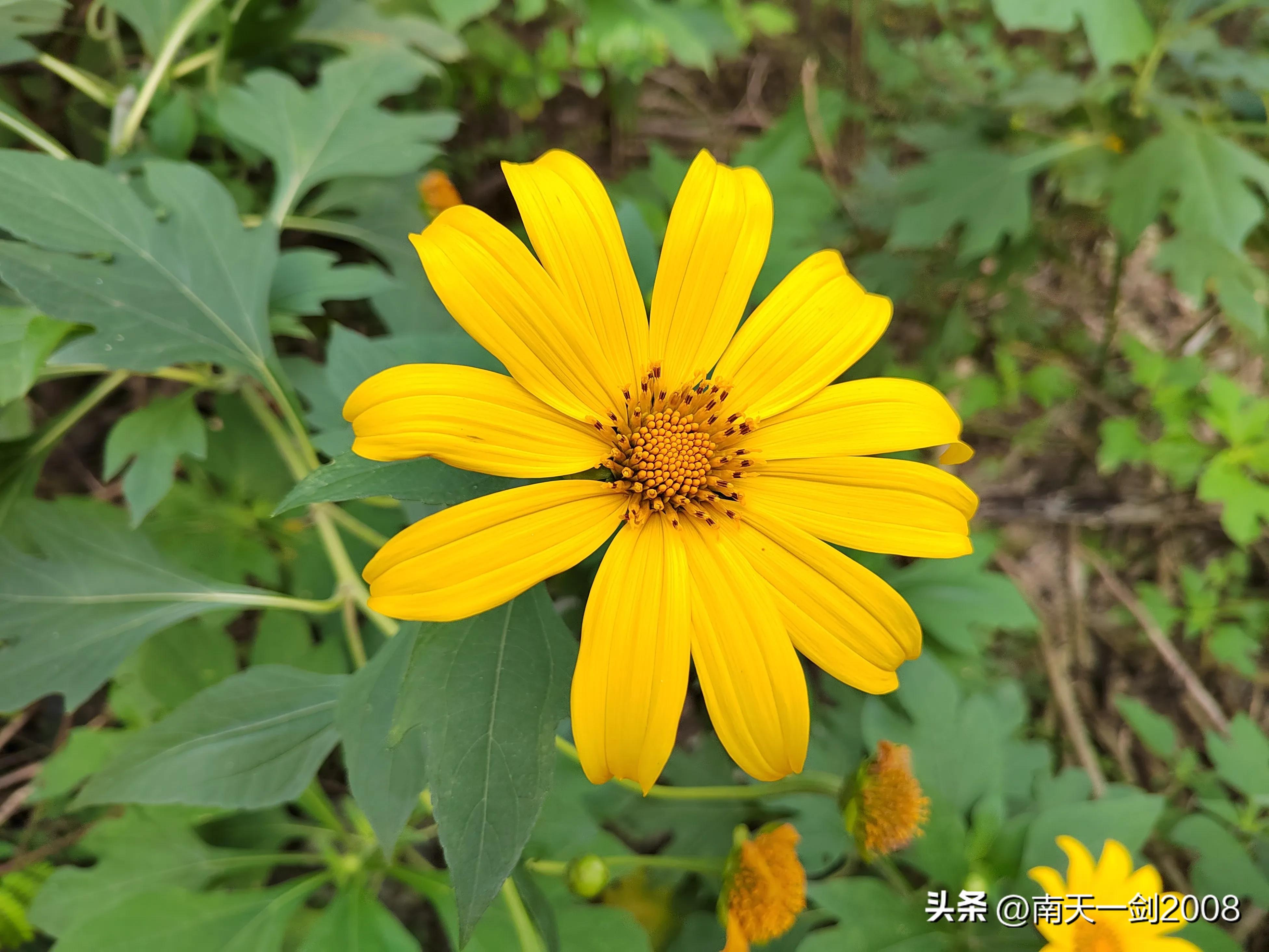 作家、书法家苏金茂永春民间对联（第一百七十一）