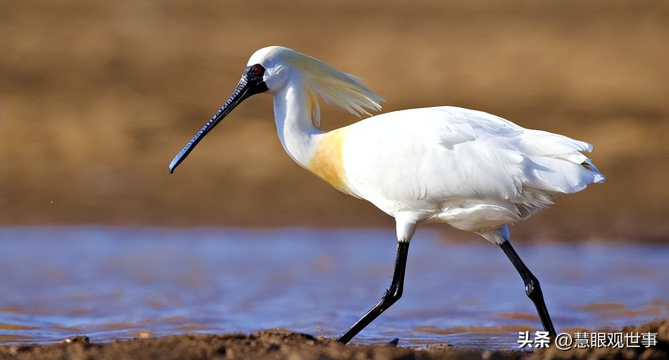 中高考必考古诗词,中高考必背古诗词朗诵