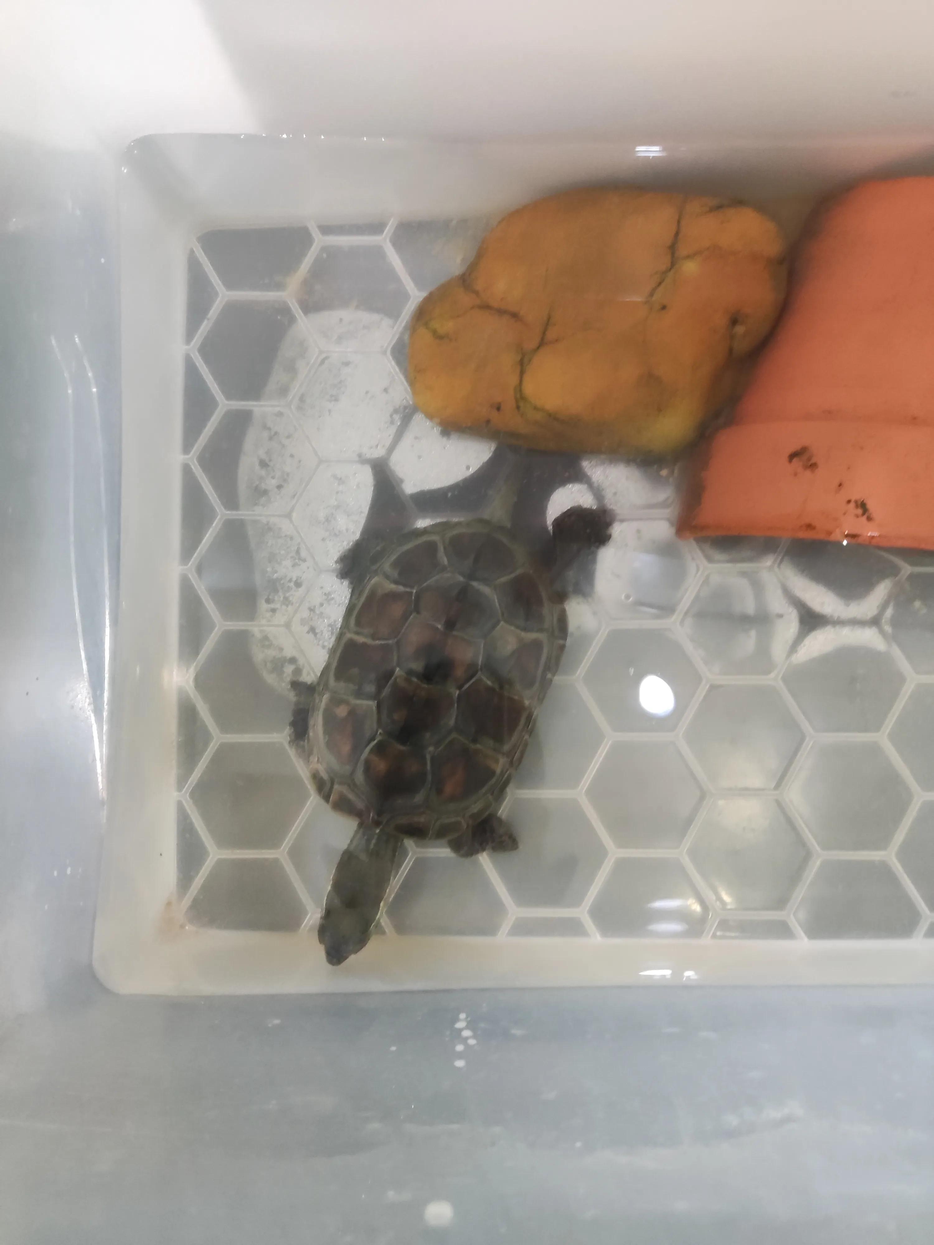 新手养草龟最全指南,如何饲养草龟全过程