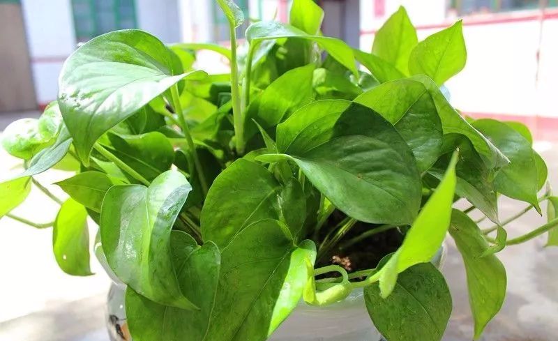 绿萝有毒吗绿萝图片,绿萝有毒吗对人有什么害处