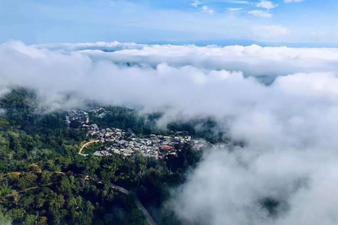 高山云雾出好茶云南,云南茶区哪种茶最好