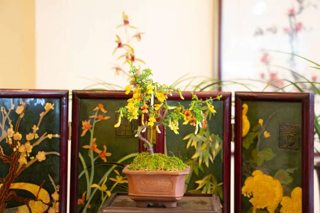 新手盆栽兰花最好选择哪些品种,适合家养的兰花品种有哪些盆栽