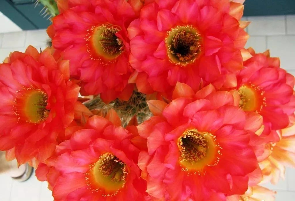 200种·仙人球开花图鉴，大开眼界，美到爆