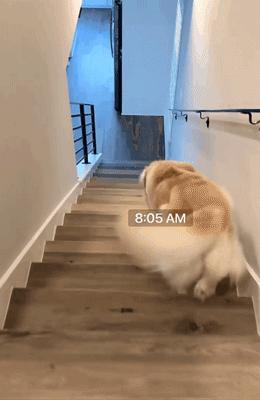 主人监控金毛,主人跟踪狗狗