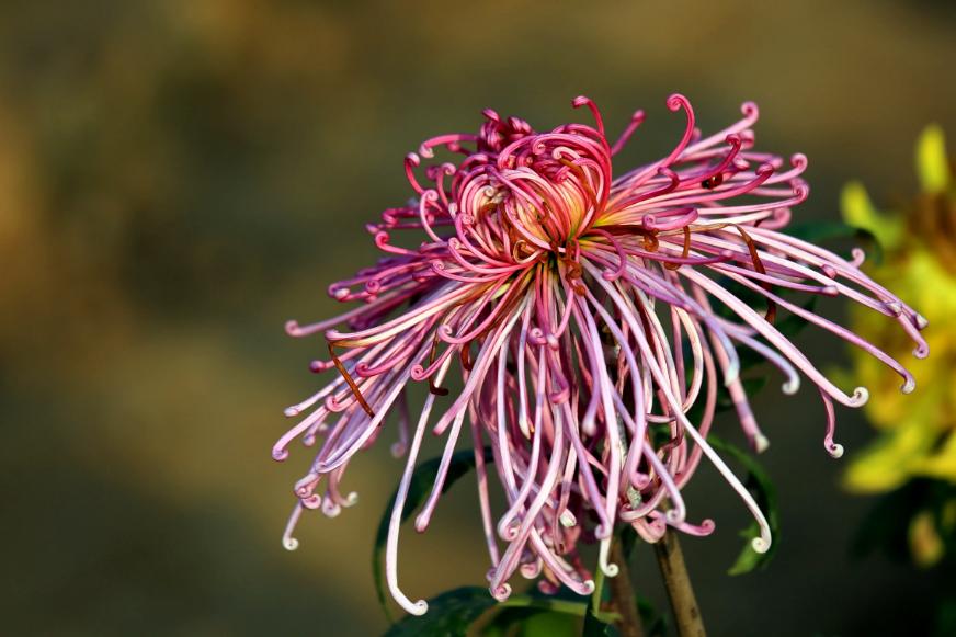 关于秋菊意象的诗句,关于秋菊的诗词名句