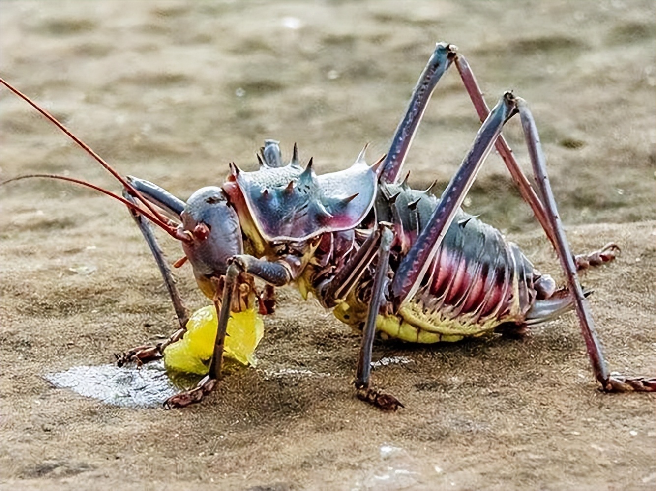 铠甲蟋蟀的天敌是谁,身披尖刺盔甲的蟋蟀