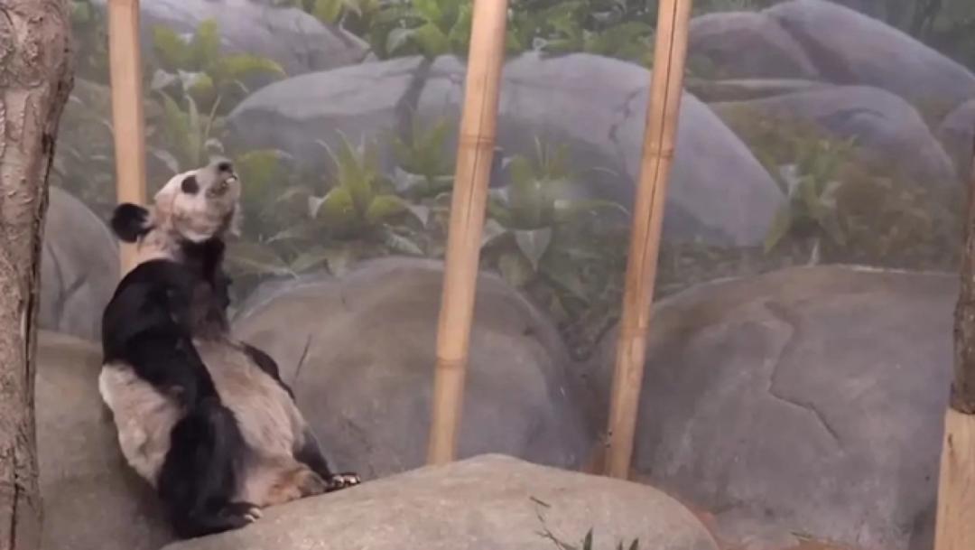 丫丫目前回国的样子,丫丫回国是好事还是坏事