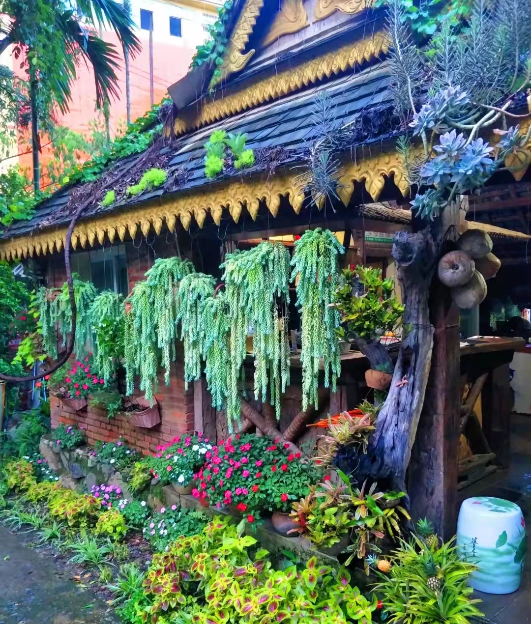 养了三年的玉缀多肉,居家养多肉玉缀