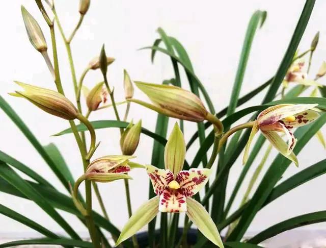 兰花品种大全四川,兰花品种鉴别方法