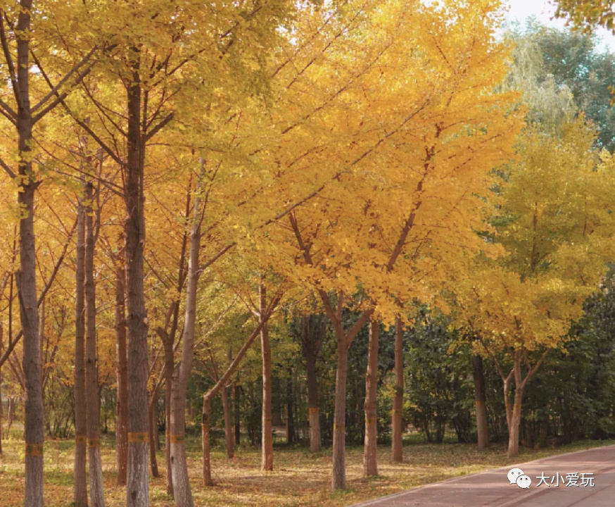 银杏最美的地方,这九个美丽的地方你想去看看吗