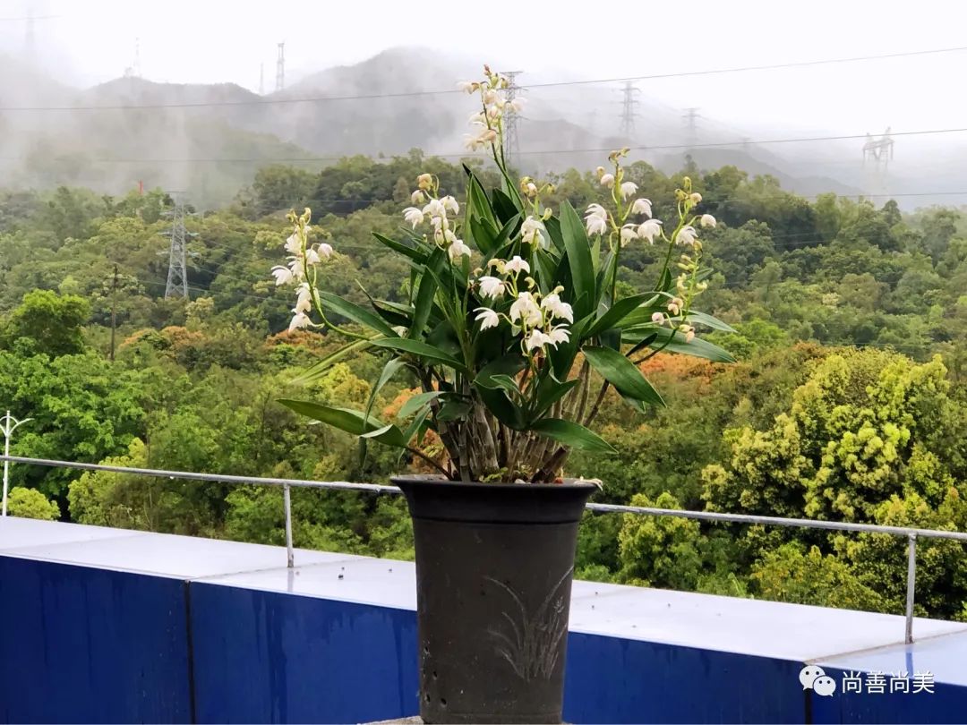 我养的兰花开花了说说,七彩香水石斛开花