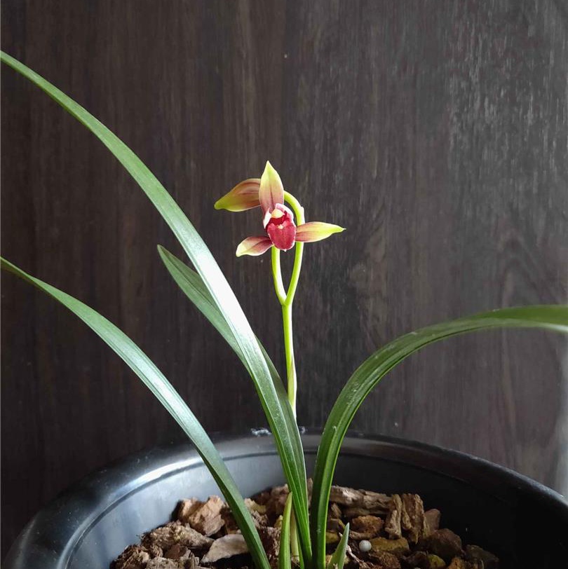 网上几十一苗的国魂兰花是真的吗,2023国魂兰花一苗要多少钱