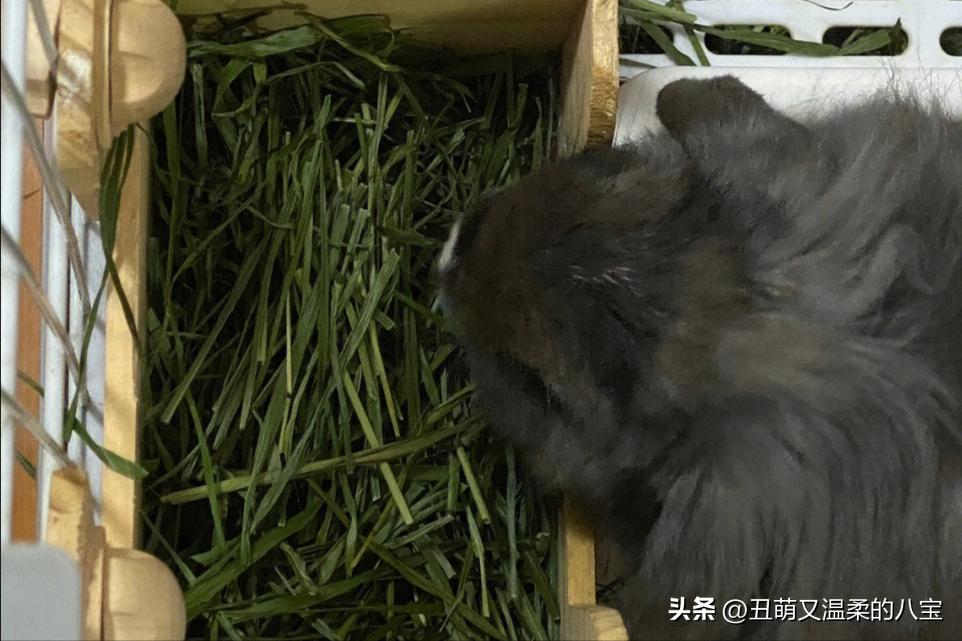 兔子眼睛发炎流泪用什么药,兔子一只眼睛流泪用什么药