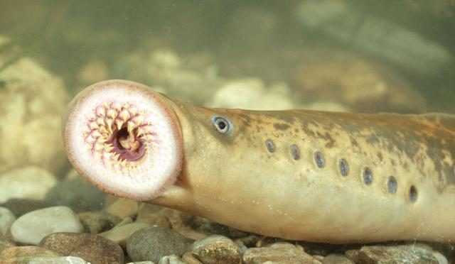 十种颜值最高的鱼,这些长相奇怪的鱼你认识几条