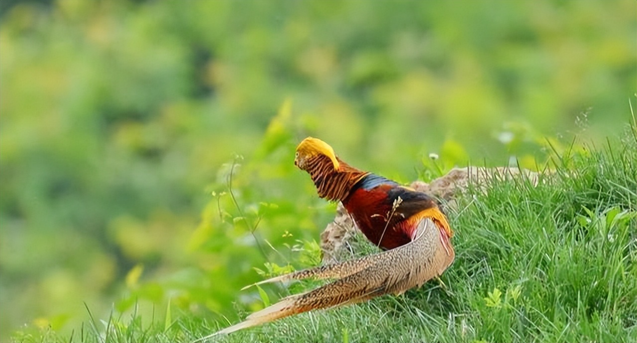 养凤凰的大爷后续,大爷养凤凰4年是真的吗