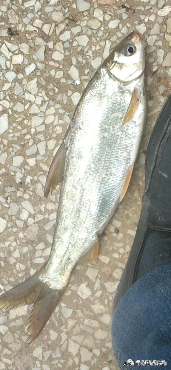 野钓谷香鲫鱼饵料,浓腥野钓饵料