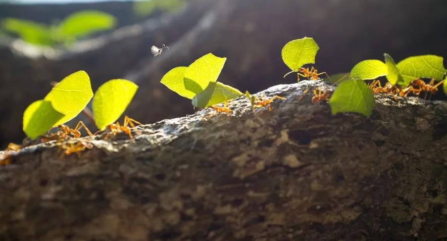 金陵海关查获378只活体野蛮收获蚁,海关截获蚂蚁收获蚁