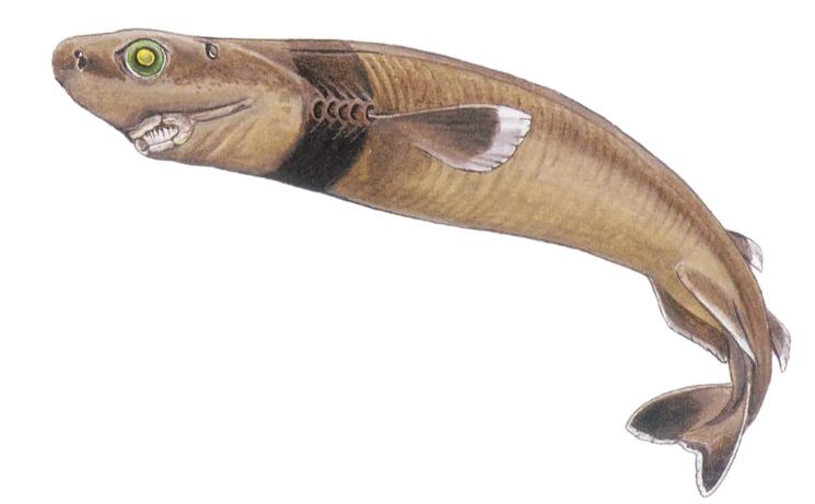 达摩鲨为什么不怕虎鲸,能和虎鲸大白鲨斗的是达摩鲨吗