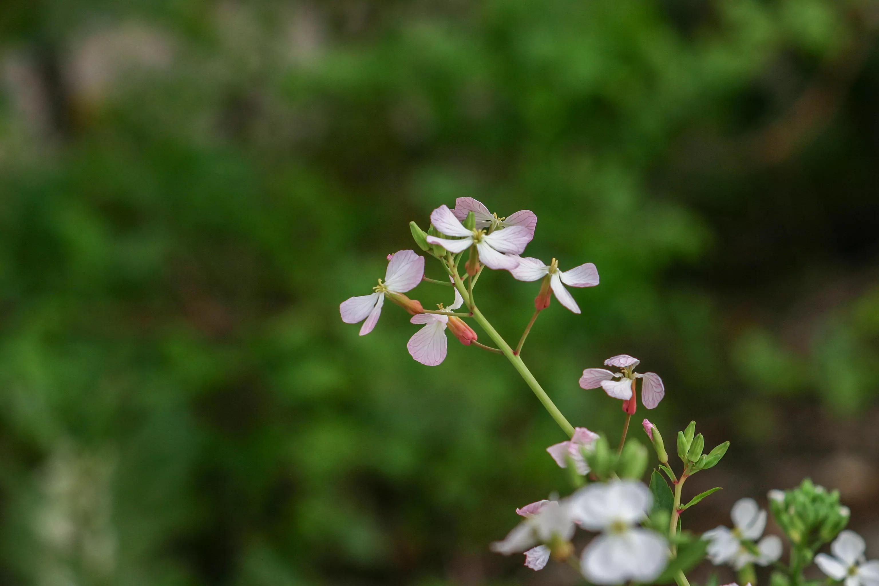 佳能入门机器能拍出好照片,佳能300d入门级