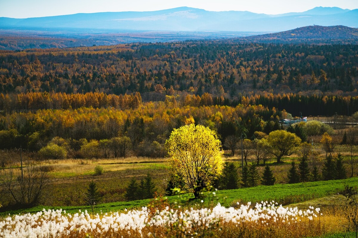 肾精亏损男科用药,肾精亏虚挂男科还是中医内科