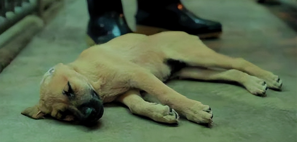 台湾17岁狗安乐死,台湾女子给狗狗安乐死