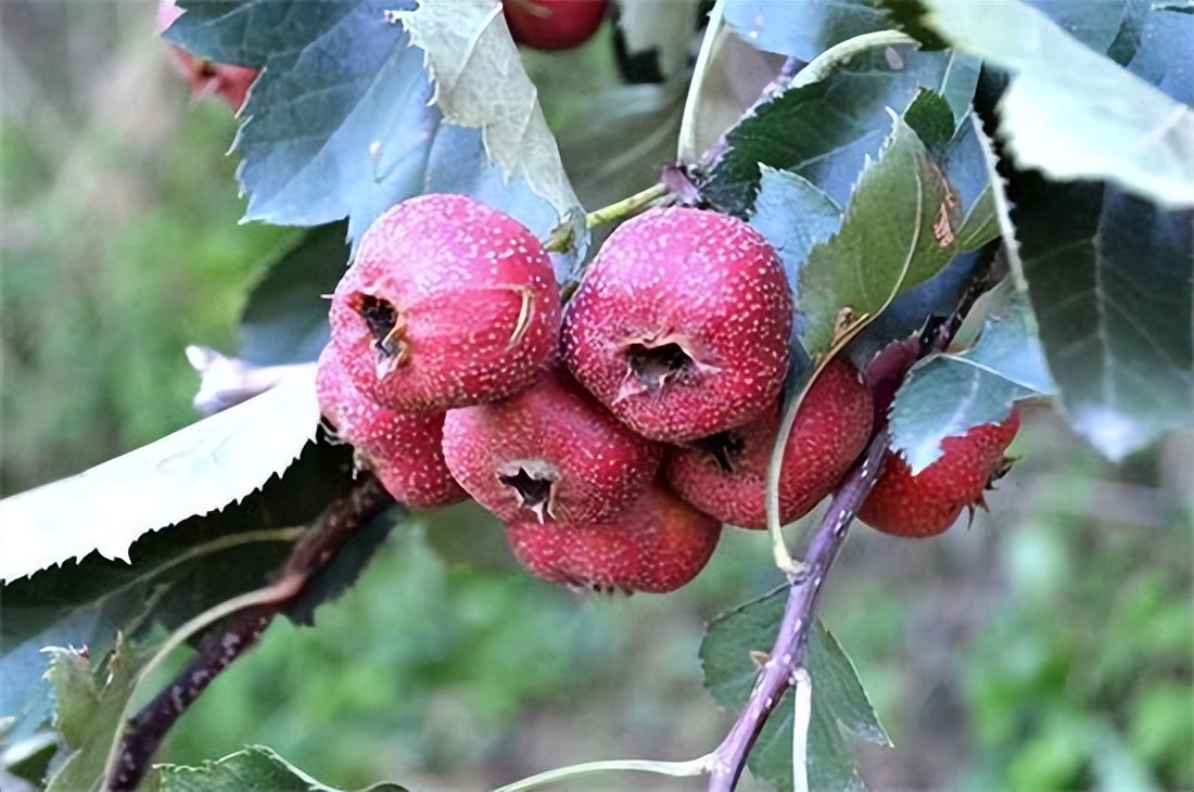 带你识别丁香,怎么样识别是空心山楂