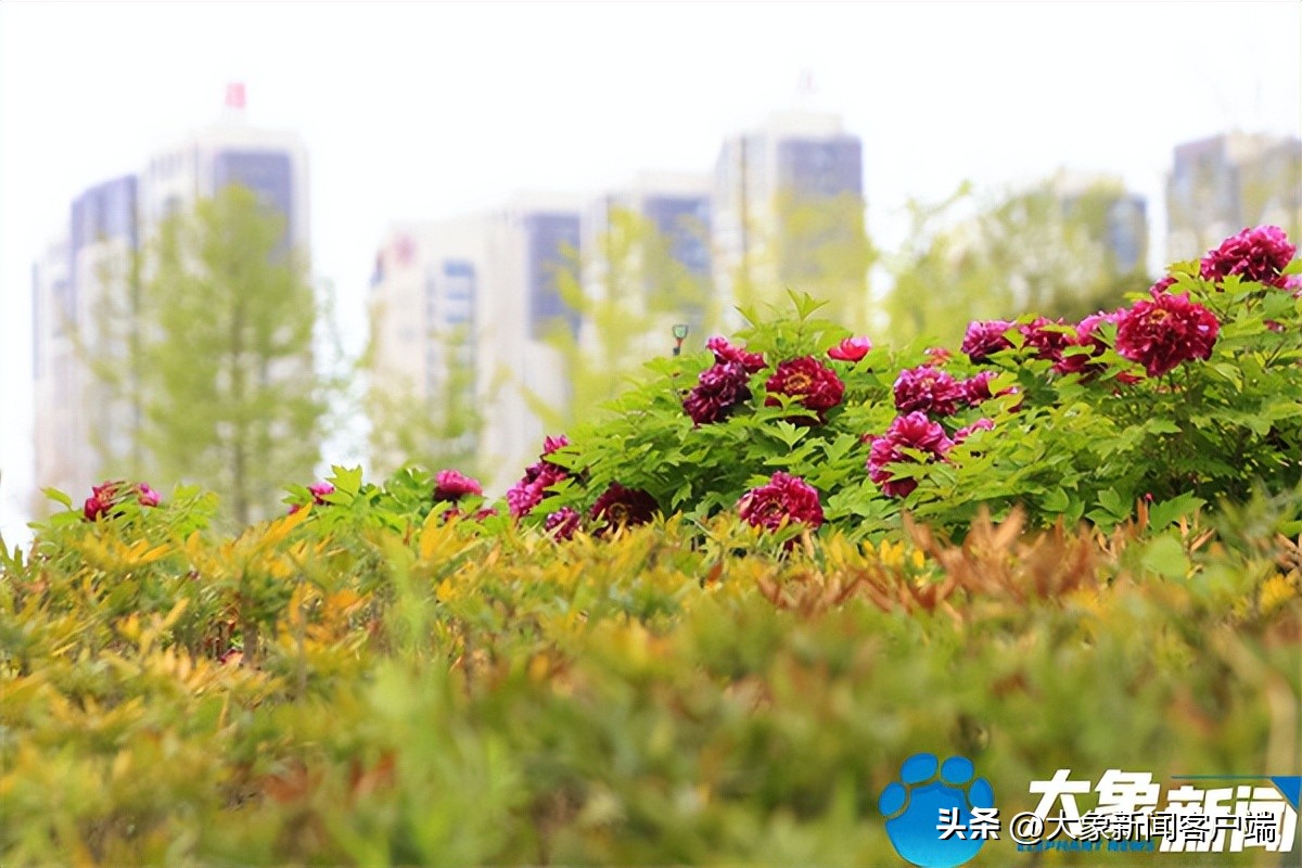 花开时节动京城最美不过洛阳城,花开时节动京城洛阳