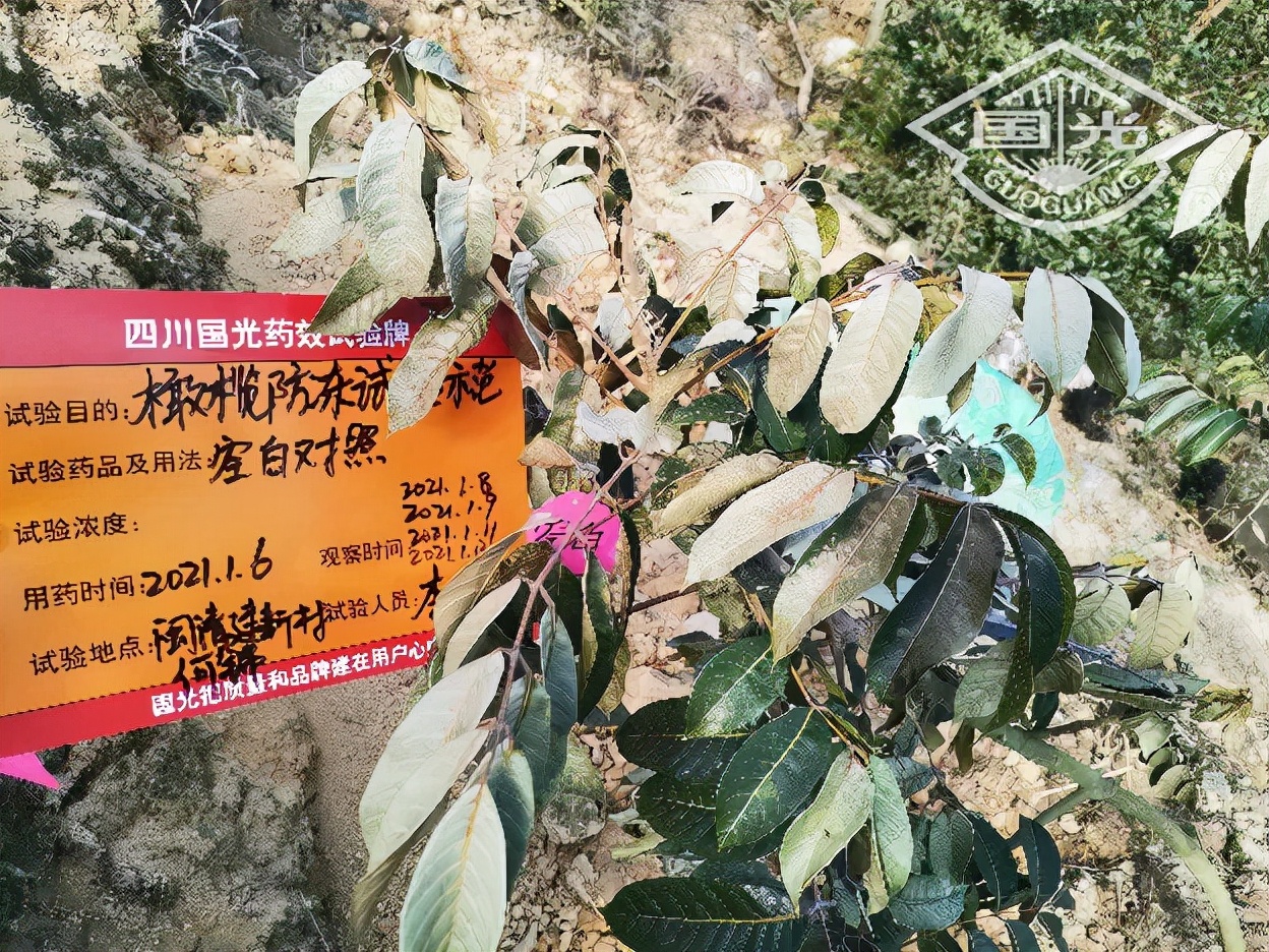 橄榄保暖,橄榄防冻害