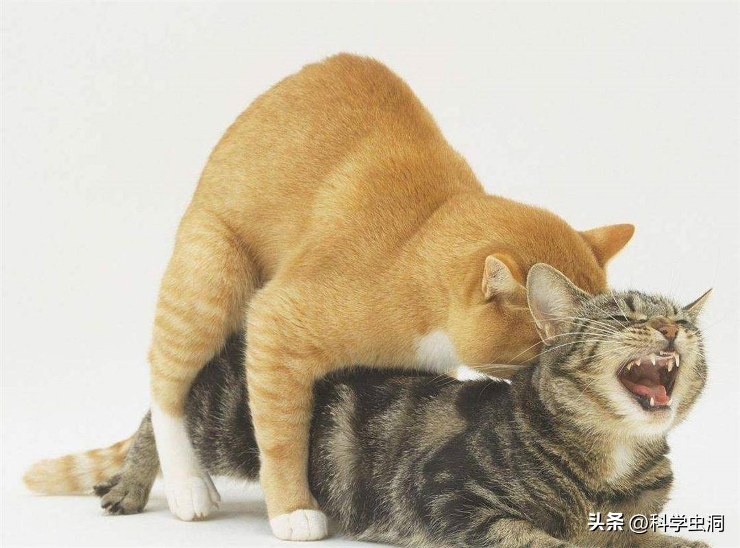 公猫和母猫哪个舌头倒刺多,公猫长大之后会伤母猫吗