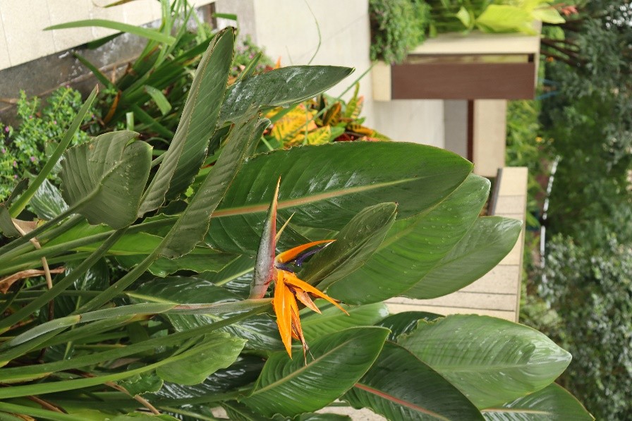 你们的小区绿化都是什么样的,小区绿化你觉得怎么样