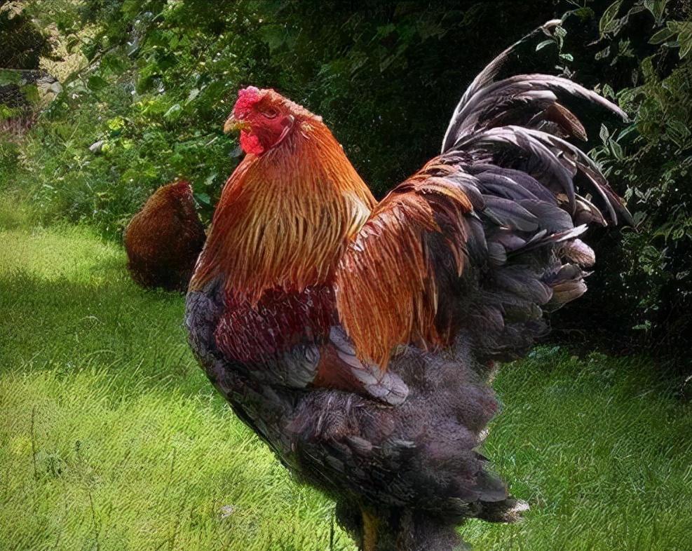 鸡的祖先是霸王龙？它为何每天都下蛋，细数鸡身上的“恐龙基因”