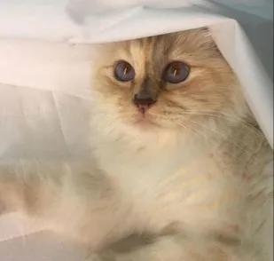 世界上最有钱的猫，坐拥21亿的财富