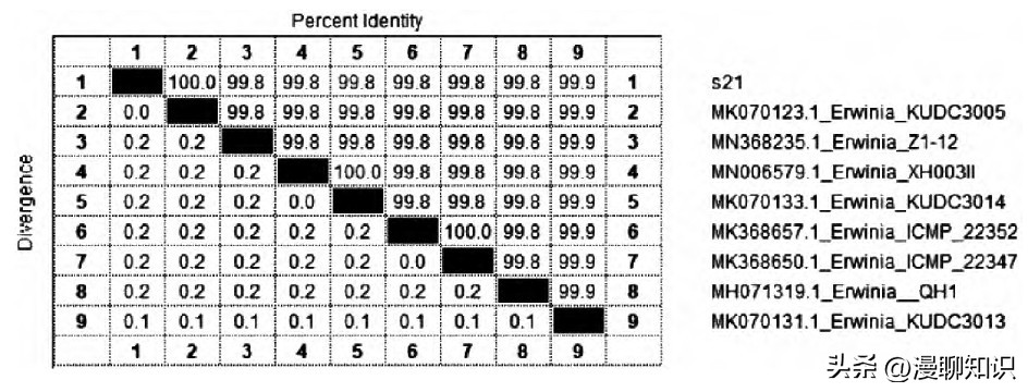 鸡源欧文氏菌是什么？关于它的分离鉴定及耐药基因检测