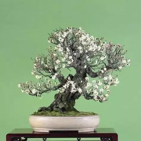 梅花老桩盆景,梅花盆景制作