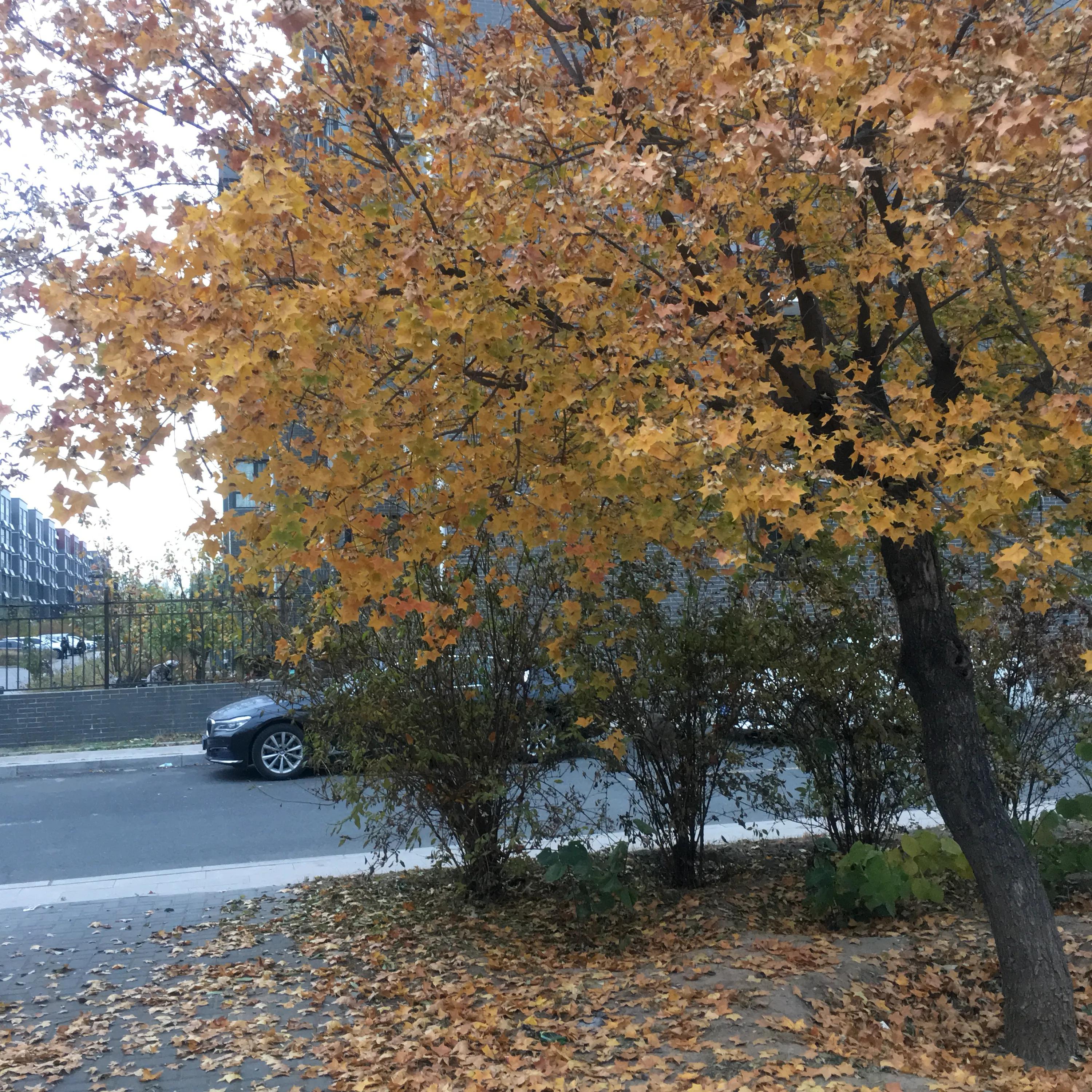 秋韵的祝福,秋韵中的快乐