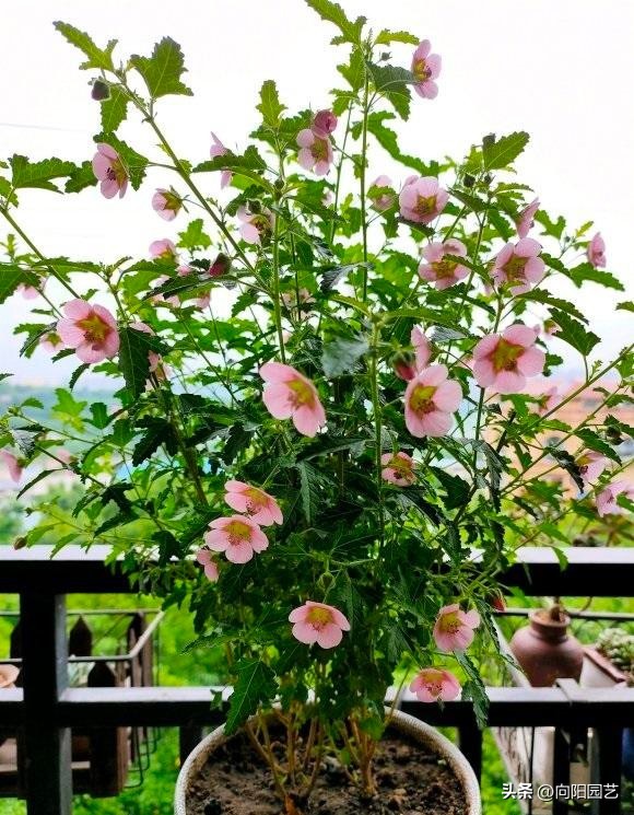 木槿棒棒糖怎么施肥,棒棒糖小木槿淋雨干枯了怎么办