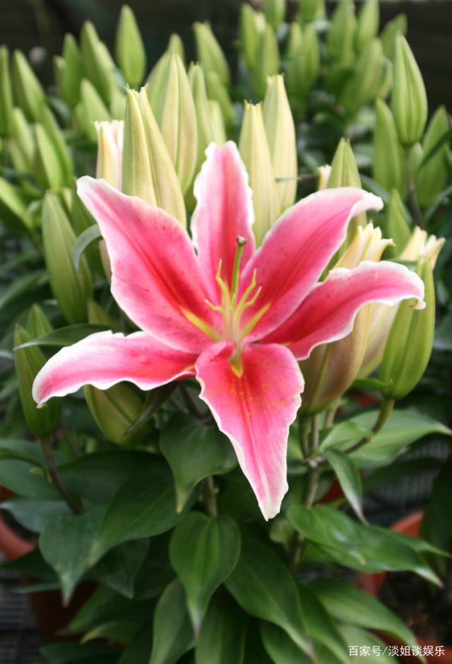 怎样诠释为你祈祷,我要一生为你祈祷