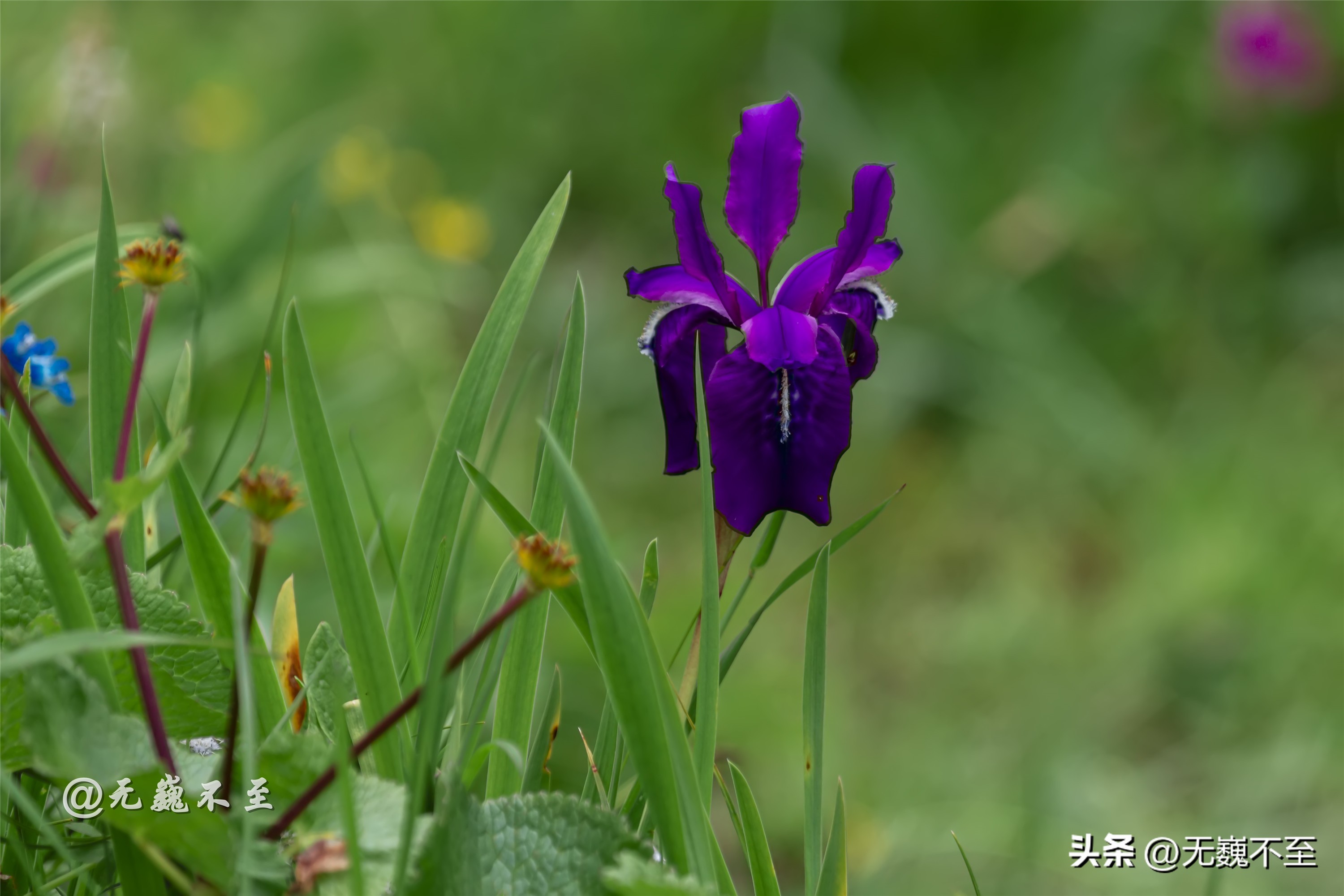 九顶归来不看花，但是这些花名你知道吗？科普一下不就认识啦