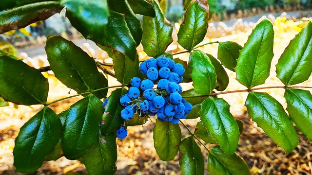 滋阴养五脏中成药,补五脏阴虚的中药有哪些