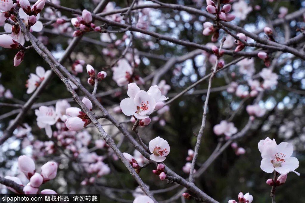 北京春花烂漫图,北京赏花梅花