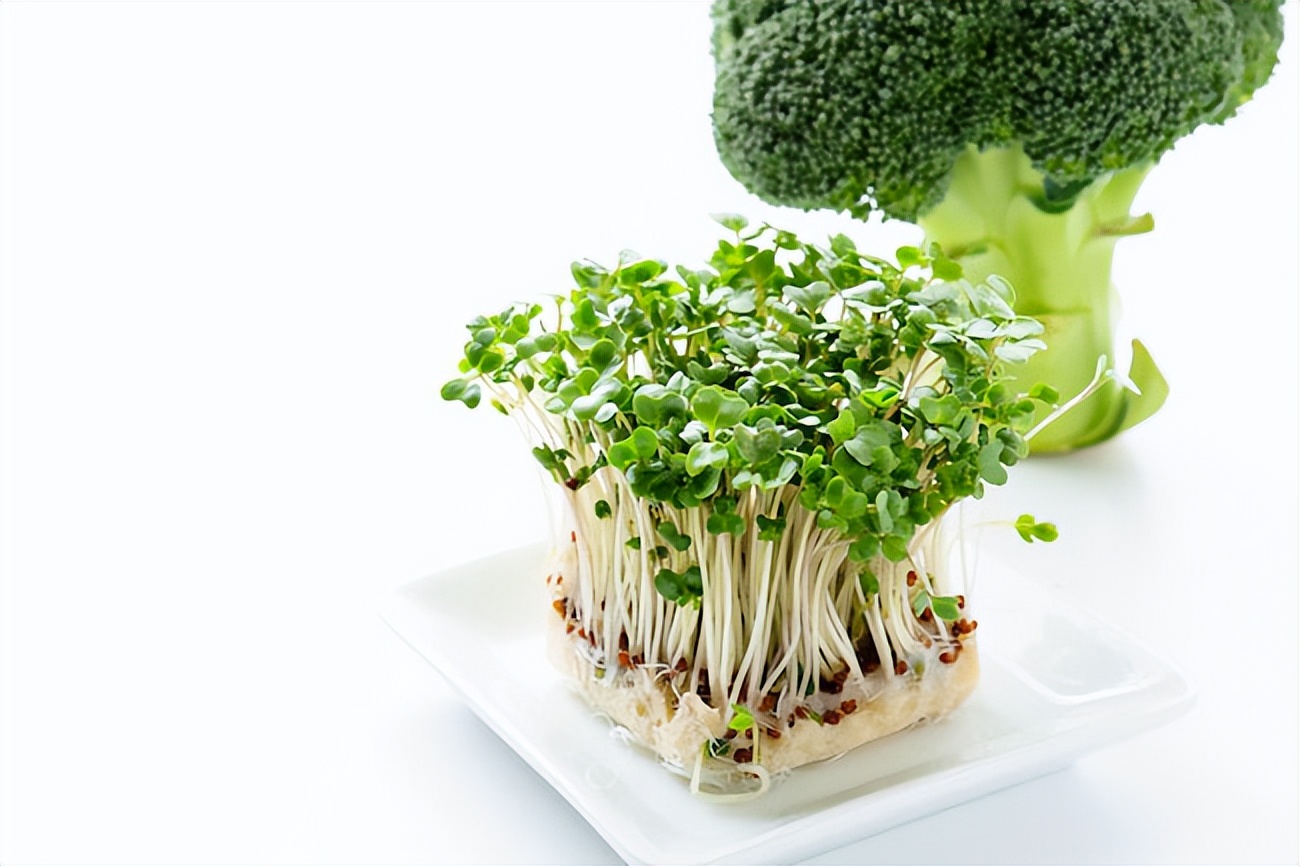 芽苗菜发展,芽苗菜未来10年的前景