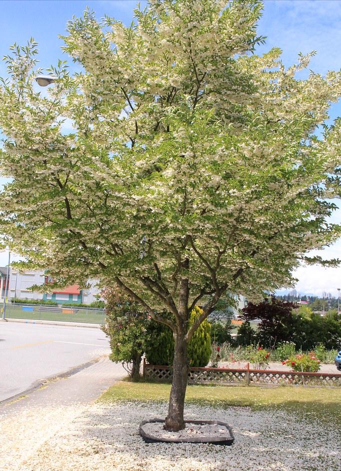 鏃ユ湰闆搩,鏃ユ湰闆爲