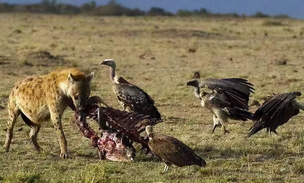 秃鹫吃那么多腐肉体内没有病毒吗,秃鹫以腐肉为食却不会生病为什么